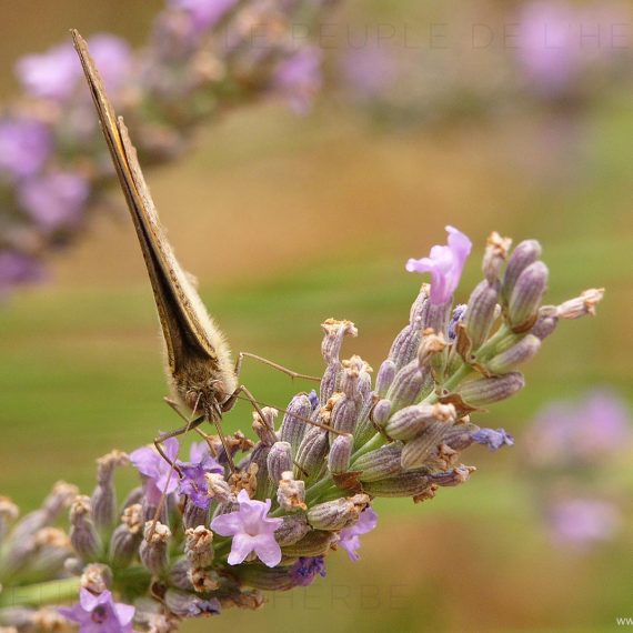 Le Myrtil (Maniola jurtina)