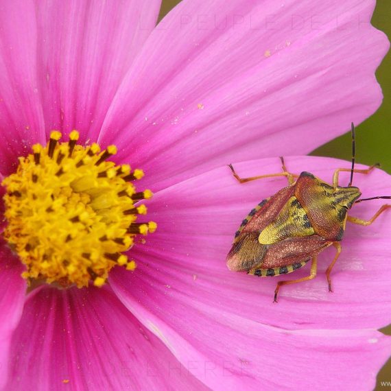 Punaise des baies (Dolycoris baccarum)