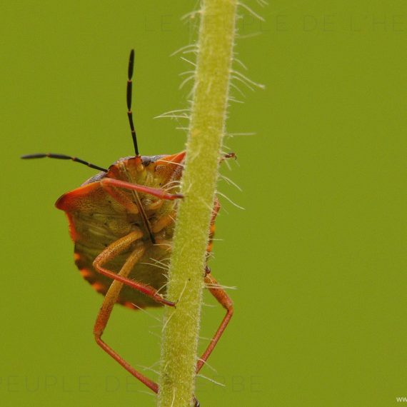 Macrophotographie Punaise (Heteroptera)