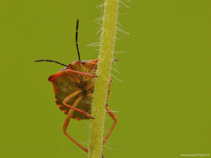 Macrophotographie Punaise (Heteroptera)