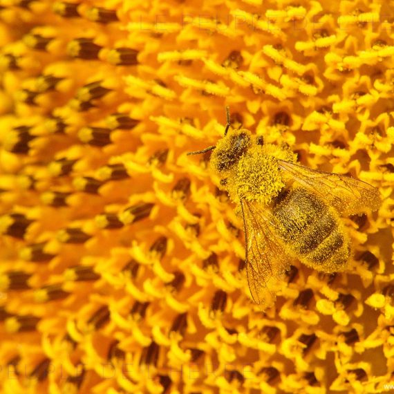 Abeille domestique recouverte de pollen