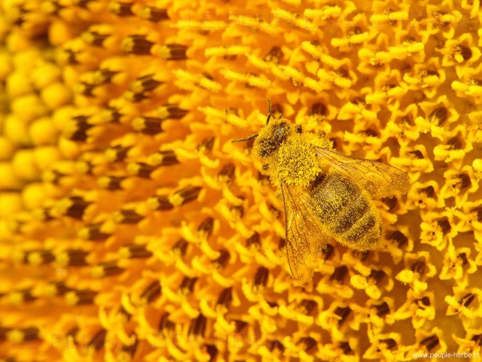 Abeille domestique recouverte de pollen