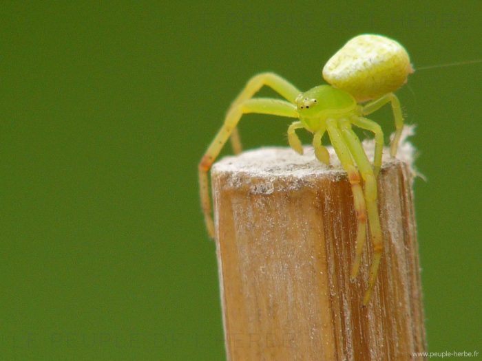 Araignée crabe femelle (Misumena vatia)