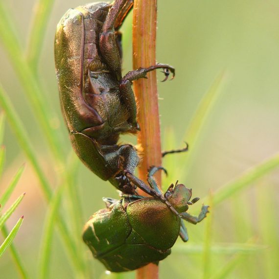 Cétoine dorée (Cetonia aurata)