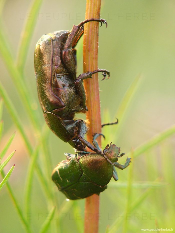 Cétoine dorée (Cetonia aurata)