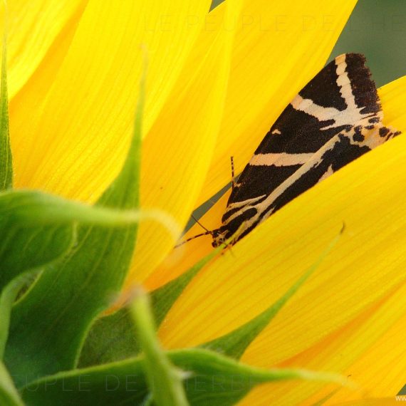 L'Ecaille chinée (Euplagia quadripunctaria)