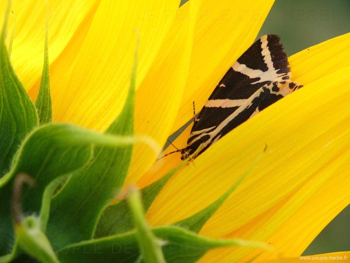 L'Ecaille chinée (Euplagia quadripunctaria)