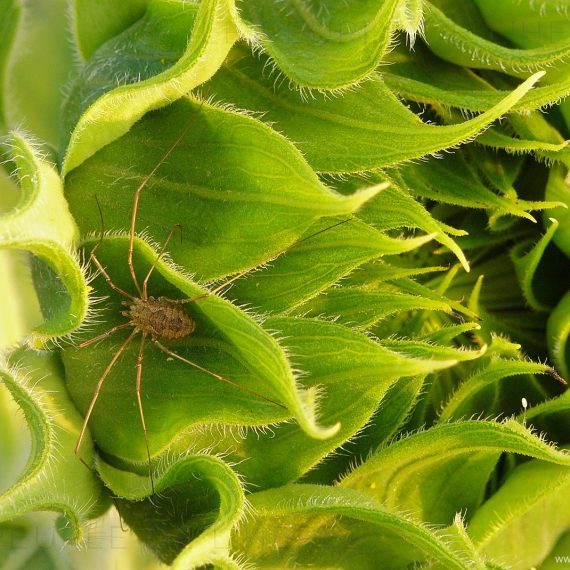 Faucheux (Phalangium opilio)