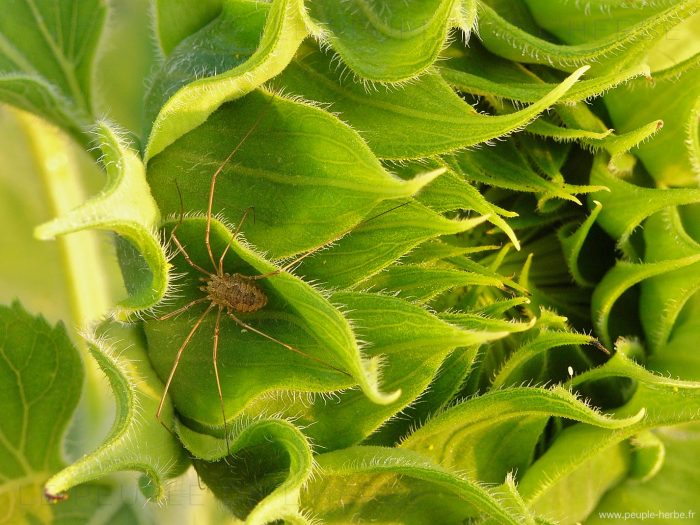 Faucheux (Phalangium opilio)