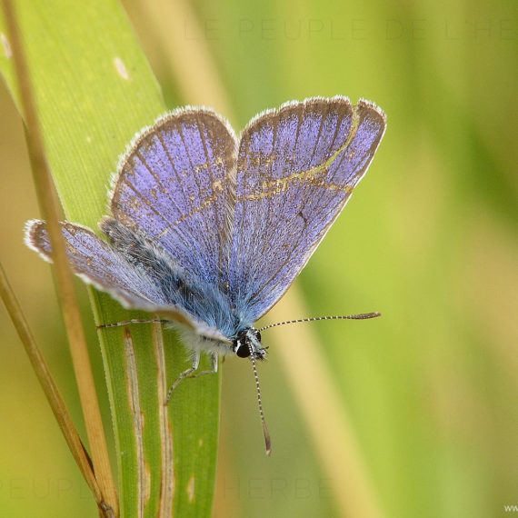 Le Demi-Argus (Cyaniris semiargus)