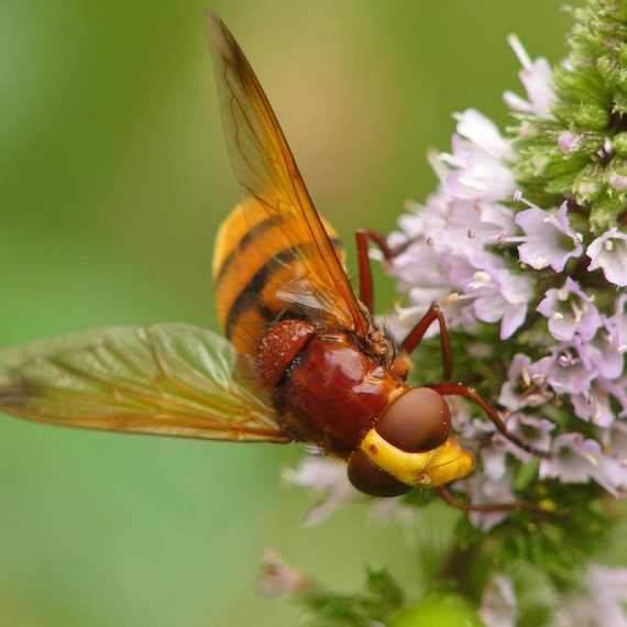 Volucelle zonée (Volucella zonaria)