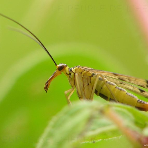 Panorpe commune (Panorpa communis)