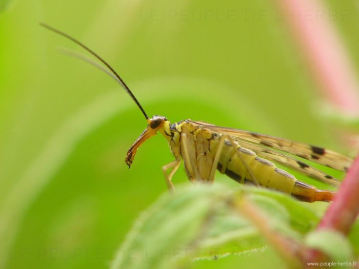 Panorpe commune (Panorpa communis)