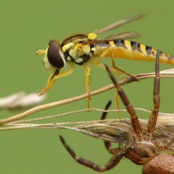 Syrphe échappant à une araignée