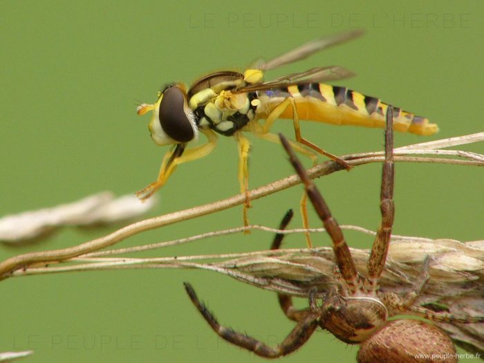 Syrphe échappant à une araignée