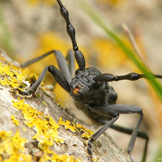 Macrophotographie Petit capricorne