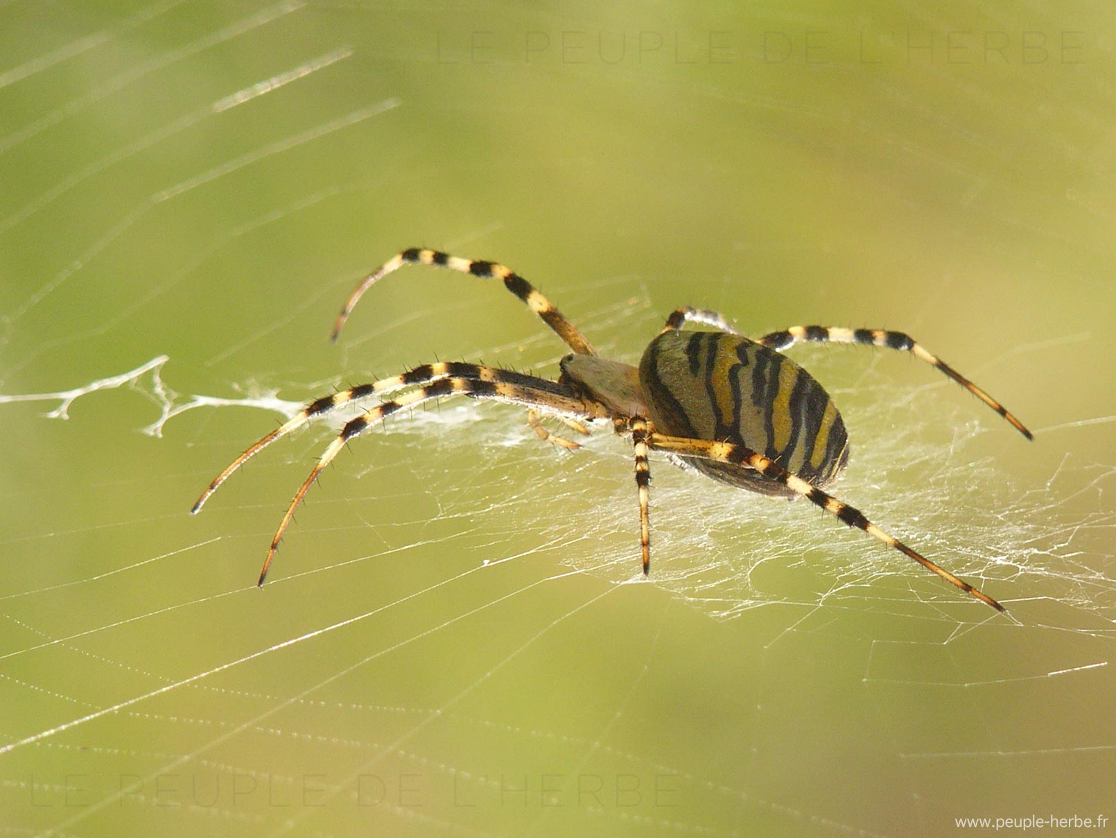 Argiope frelon (Argiope bruennichi)