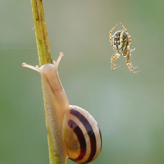 Escargot des jardins avec une araignée