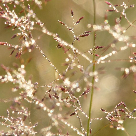 Graminées recouvertes de rosée