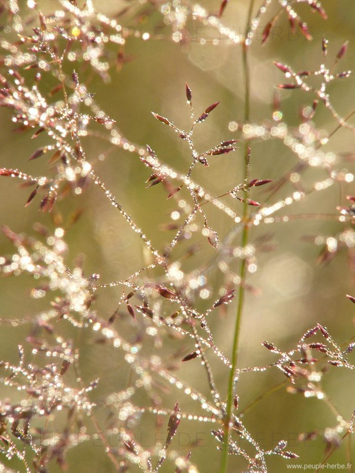 Graminées recouvertes de rosée