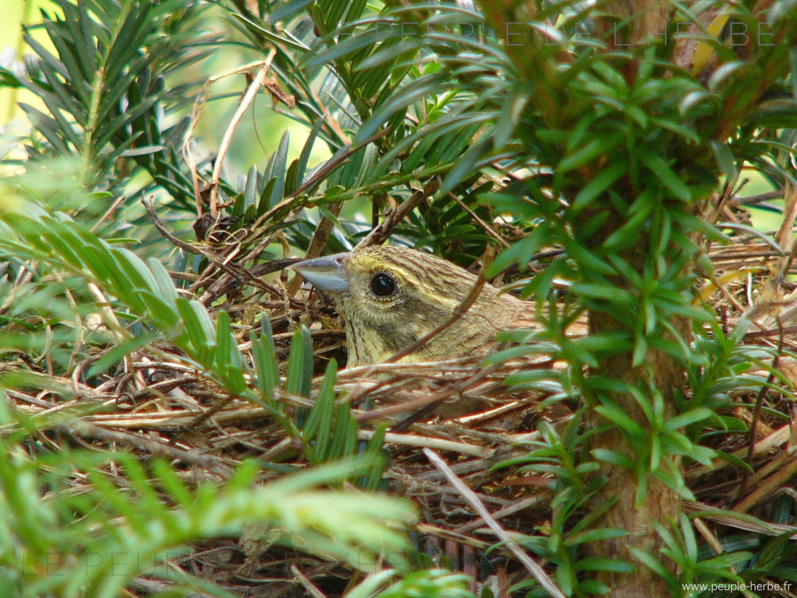 Bruant jaune dans son nid (Emberiza citrinella)