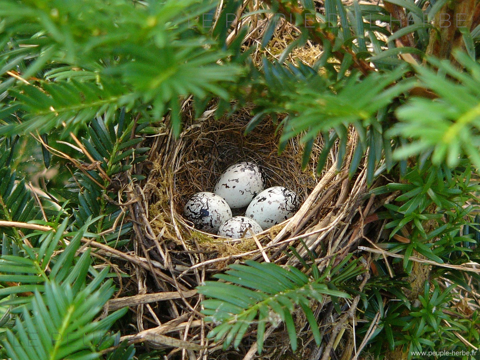 4 œufs d'oiseau dans un nid