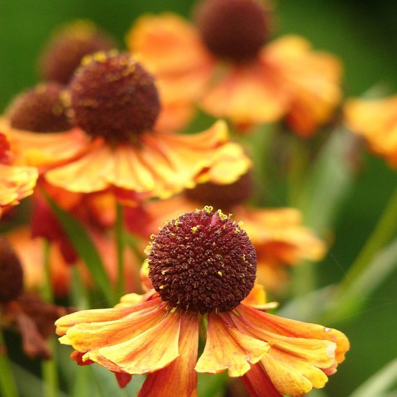 Hélénie 'Kupfersprudel' (Helenium 'Kupfersprudel')