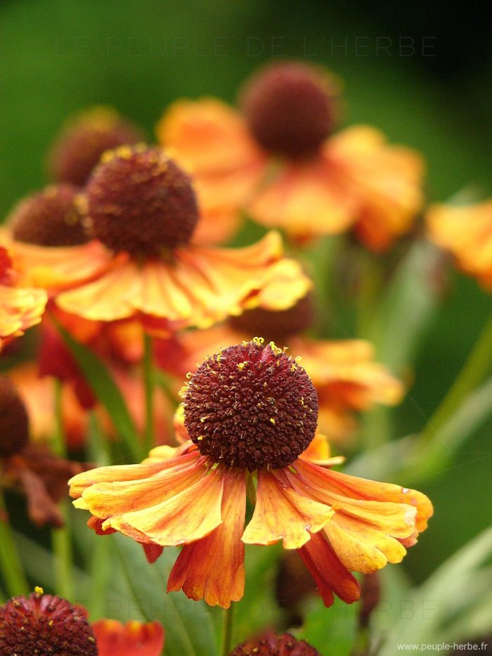 Hélénie 'Kupfersprudel' (Helenium 'Kupfersprudel')