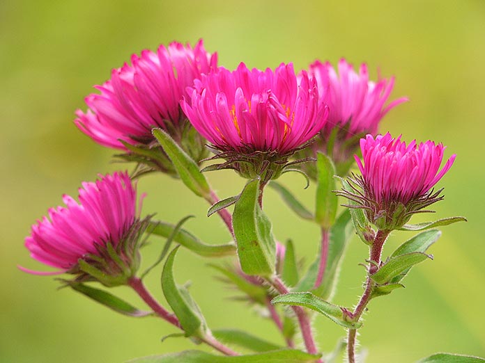 Aster novae-angliae ‘Rubinschatz’