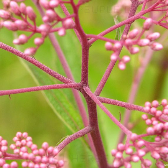 Eupatoire maculée 'Riesenschirm'