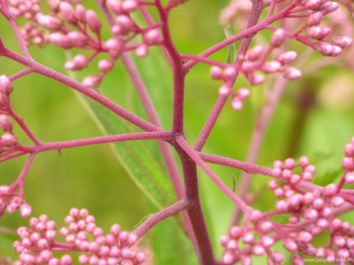 Eupatoire maculée 'Riesenschirm'