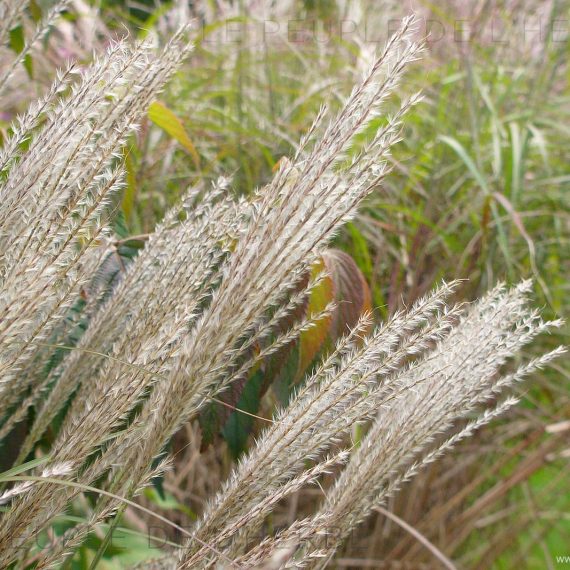 Miscanthus sinensis ‘Silberfeder’