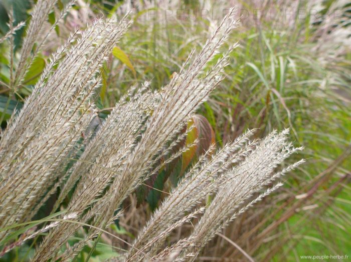 Miscanthus sinensis ‘Silberfeder’