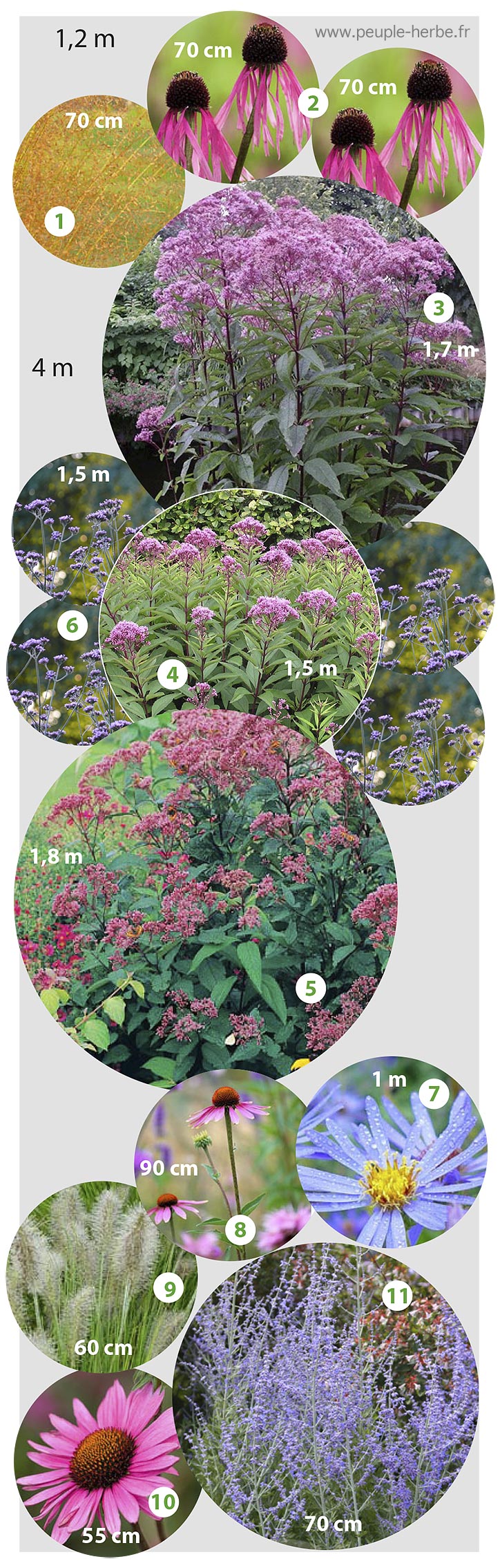 Massif vivaces à floraison automnale