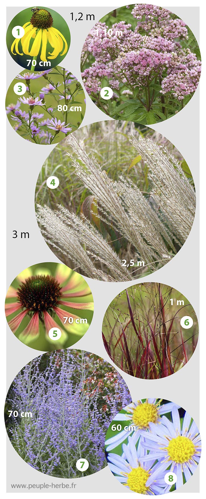 Bordure vivaces automne : asters, graminées, echinacées, eupatoires.