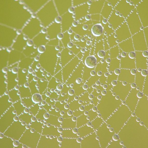 Rosée sur une toile d'araignée