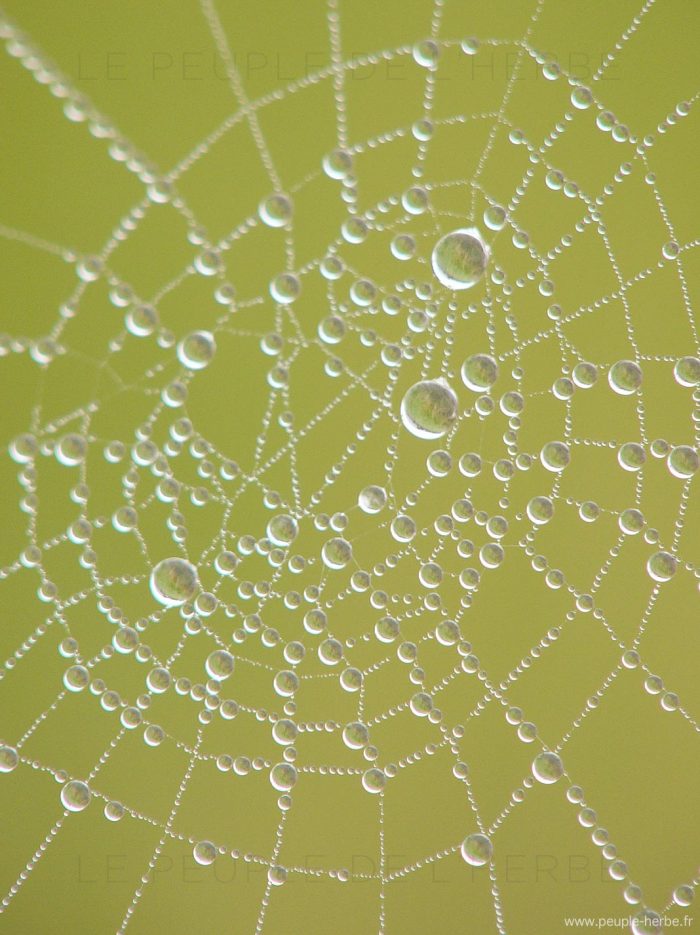 Rosée sur une toile d'araignée