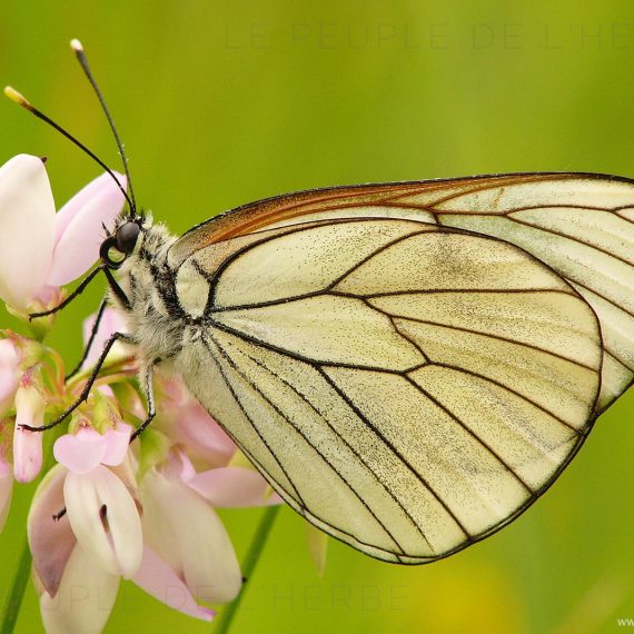 Papillon le Gazé