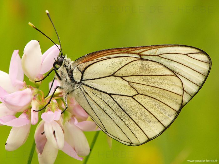 Papillon le Gazé