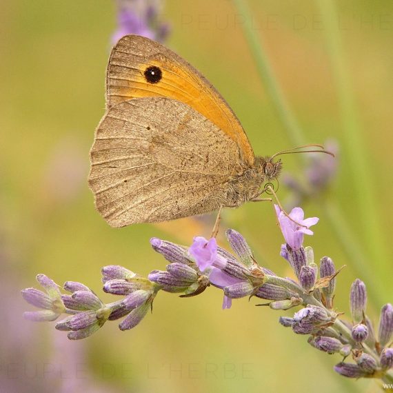 Le Myrtil (Maniola jurtina)