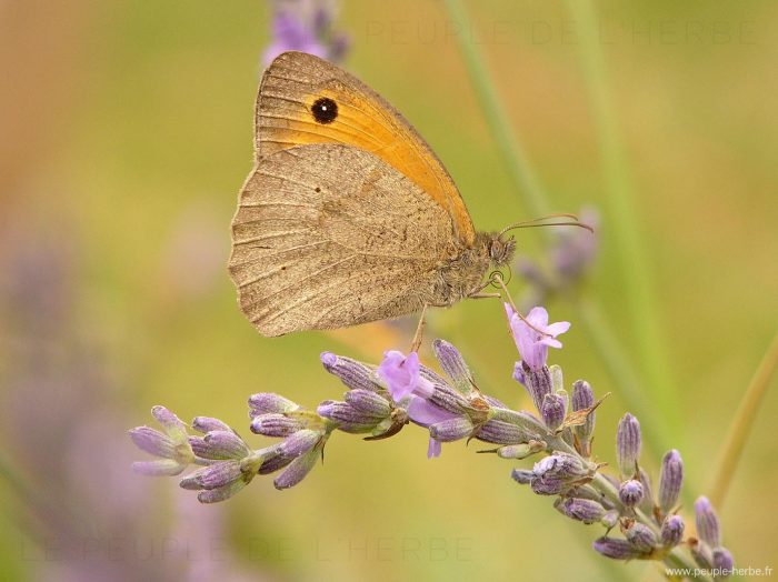 Le Myrtil (Maniola jurtina)