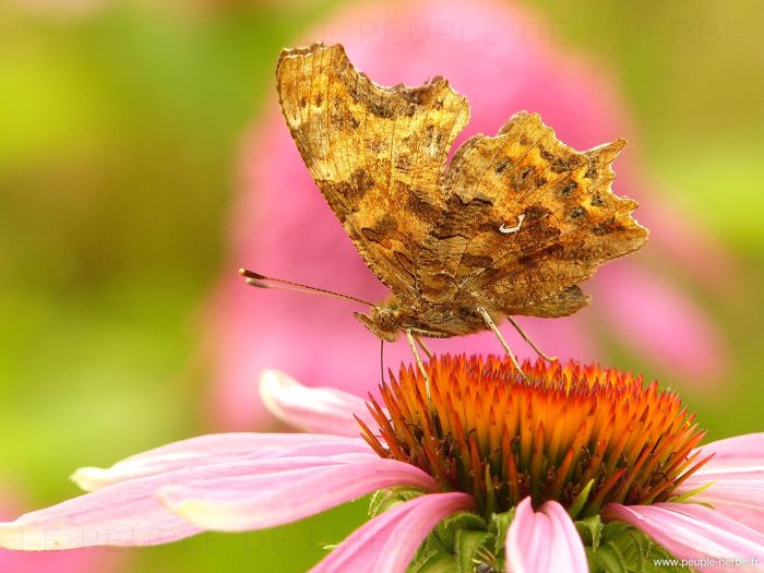 Le Robert-le-Diable (Polygonia c-album)