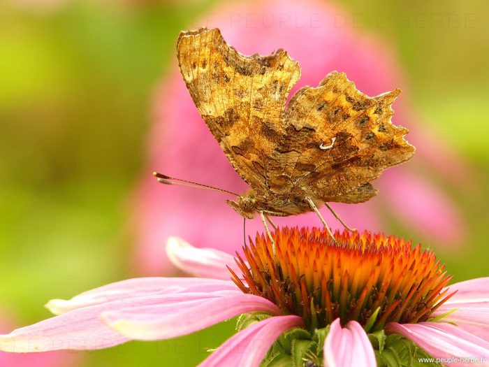 Le Robert-le-Diable (Polygonia c-album)