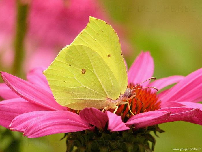 Papillon le Citron (Gonepteryx rhamni)