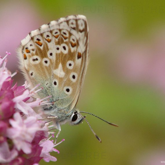 L'Argus bleu (Polyommatus icarus)