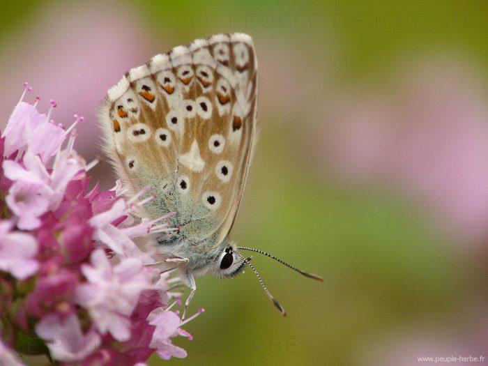 L'Argus bleu (Polyommatus icarus)