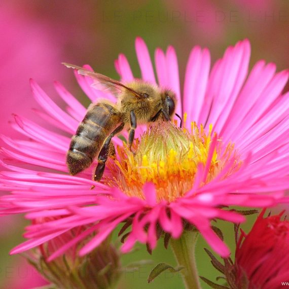 Abeille domestique (Apis mellifera)