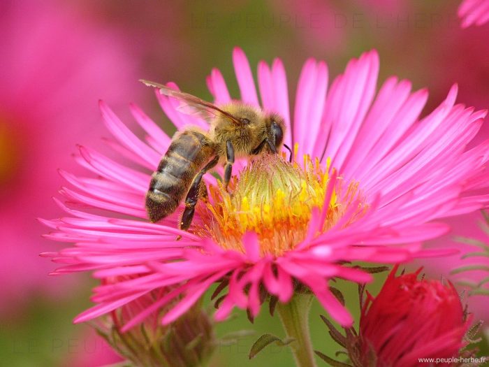 Abeille domestique (Apis mellifera)