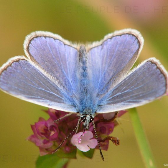 L'Argus bleu mâle (Polyommatus icarus)