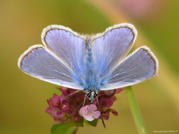 L'Argus bleu mâle (Polyommatus icarus)